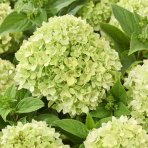 Hortenzia metlinatá (Hydrangea paniculata) ´GROUNDBREAKER® GREENY´ by LIVING CREATIONS®´ - výška 10-20 cm, kont. C2L